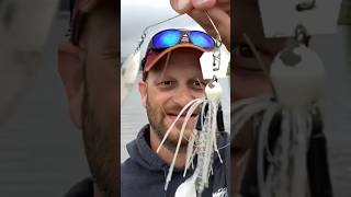 What is a CHATTER SPINNERBAIT 👀 👀 [upl. by Beberg]