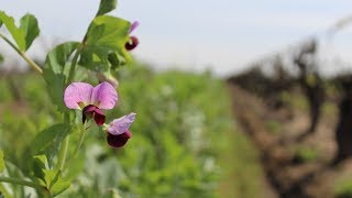 Vineyard Cover Crop Recommendations and Nitrogen Harvest Timing [upl. by Pussej]