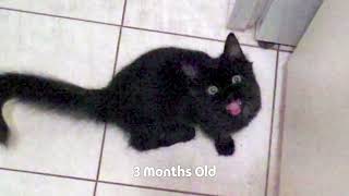 My cat has been screaming for 13 years [upl. by Rubia745]