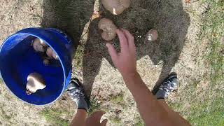 GIANT Puffball Mushrooms TOOK OVER MY YARD mushroom mushrooms funny funnyvideo asmr [upl. by Kennie]