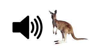 Kangaroo  Sound Effect  ProSounds [upl. by Samled957]