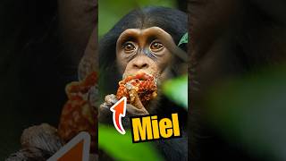 La collecte de miel par les chimpanzés à laide doutil [upl. by Rosalee9]