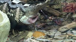 Gaboon viper giving birth [upl. by Judenberg]