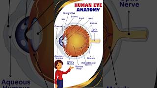 Human Eye Anatomy  Parts of Human Eye humaneye anatomy eyeanatomy [upl. by Rape55]