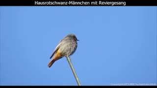 Hausrotschwanz mit Gesang  Black redstart singing  Phoenicurus ochruros 1080p HD [upl. by Brittan]