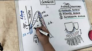 gingiva anatomy  part 1 Carranza [upl. by Alec]