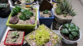 HAWORTHIA  How to Repot amp Propagate [upl. by Einnep]