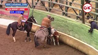 Rodeo para criadores cardenal asoc cardenal caro media luna de marchigue cuarta serie libre [upl. by Willabella]