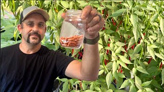 The MOST IMPORTANT Pepper YOU Can Grow Cayenne Pepper Powder [upl. by Attenyl]