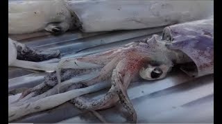 Καθαρίζω καλαμαράκια εύκολα σε 4 λεπτά  How to prepare squid [upl. by Havens]