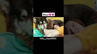 cute 🥰 viralvideo funny doglover comedyvideos funnyvideo comedy ytshorts song [upl. by Nhguahs978]