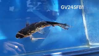 HIBUNASINGLE TAIL WAKIN GOLDFISH SHOW IN BRAZIL GV24SFB1 [upl. by Aliuqet766]