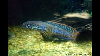 Channa bleheri rainbow snakehead [upl. by Ynatirb]