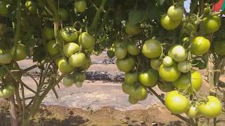 Grafted tomato plants [upl. by Ola]