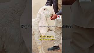 pure Gulabi Kaki Female bakraeid2024 sheep kajlachatrasargodha kajlachtrainboongaminhas [upl. by Carbone228]