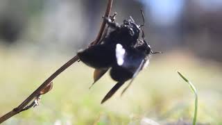 Carpenter bees Xylocopa violacea mating 20200302 [upl. by Nywroc234]