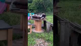 I have a fainting goat🤣🤣fyp funny funnyvideos funnymoments funnyanimal foryou lover ❤️❤️ [upl. by Aenitsirhc]