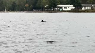 A loon lurking on small Manistee lake lakebirds nature [upl. by Firman170]