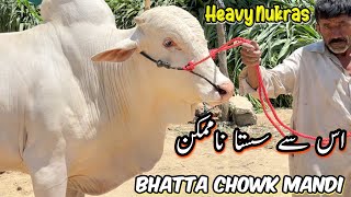 bhatta Chowk Mandi Latest Update  Qurbani Bakra Eid ul Adha 2024  Livestock Market Cow Cattle [upl. by Artair]