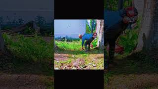 First Steps to a Clean and Beautiful Garden CleanGrassGardenCleaningGardenBeautification [upl. by Brittan]