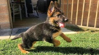 Funniest amp Cutest German Shepherd Puppies 19  Funny Dogs Compilation 2018 [upl. by Adnovay541]