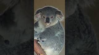 Cute Koala Bear at the San Diego Zoo [upl. by Randall]