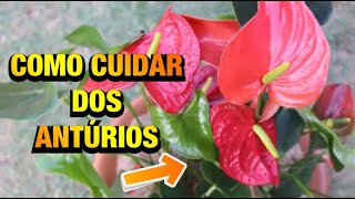 ANTÚRIO  COMO PLANTAR CUIDAR e ter essa planta SEMPRE LINDA E FLORIDA [upl. by Adiene]