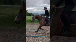 Cours de sauts d’obstacles [upl. by Arinayed]