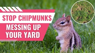 How To Stop Chipmunks From Destroying Your Lawn [upl. by Assilim259]