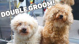 2 EXTREMELY Matted Dogs GET A Makeover [upl. by Pyle]