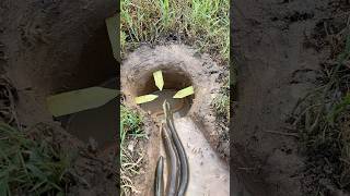 Survival Skills Simple But Very Useful with eel trap survival fishing shortvideo [upl. by Merideth]