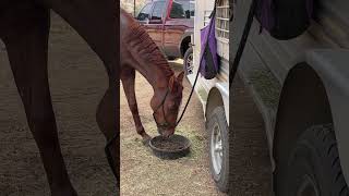 Ron slurping down his mash after a conditioning ride [upl. by Arretal]