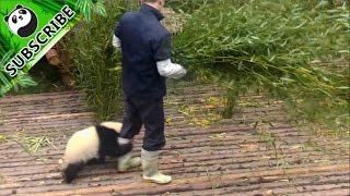 【Panda Top3】Nanny teaches you how to pet a panda [upl. by Couchman]