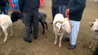 Balkhi fat tailed sheep and other exotic breeds of sheep at Livestock Show [upl. by Chari]