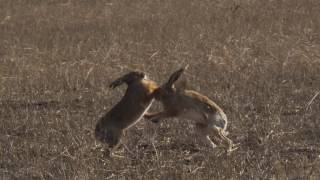 Two European hares Lepus europaeus boxing in a field Germany March [upl. by Asserac]