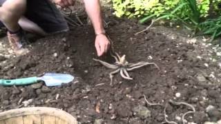 How to plant eremurus  Tims Tips from Directbulbs [upl. by Irrehs]