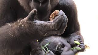 World Gorilla Day At The Toronto Zoo With Ngozi and Charlie [upl. by Lirbij]