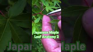 Petiole and Blade of Maple Leaves momiji japanesemaple bonsai garden maplebonsai 紅葉 trees [upl. by Ainahpets]