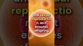 What is Meiosis 3D animation  cell division shorts [upl. by Eceinhoj]