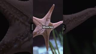 Echinodermata phylum kingdomanimalia kingdom starfish know facts class11th animalia animals [upl. by Isaacson]