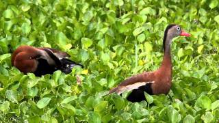 Blackbellied Whistling Ducks [upl. by Cousins]