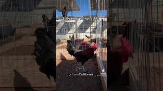 GamefowlGallos Kearney Whitehackle fowl gallosfinos gamefowlbreeders gamefowls gallos [upl. by Crista744]