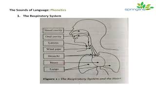 Day 7 Phonetics  Respiratory System Articulatory System Phonatory system explanation  springline [upl. by Ahsinev376]