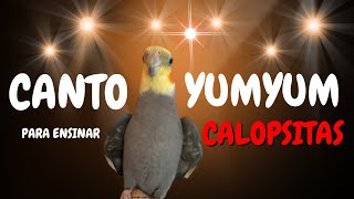 CALOPSITA APRENDE RÁPIDO CANTO YumYumTheTiel PARA ENSINAR CALOPSITA A CANTAR cockatiel [upl. by Huxham]