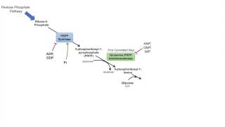 Purine Synthesis and Salvage Pathway [upl. by Lynsey272]