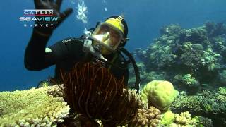 Seaview Science Video Crinoids [upl. by Roselyn]