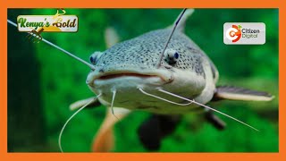 Kenyas Gold  Catfish Breeding  Gold Feature [upl. by Gaskin]