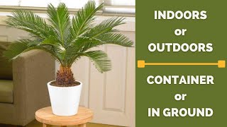 Sago Palm Tree  Cycas revoluta  Plant of the Week shorts [upl. by Bibi123]