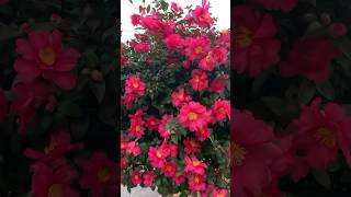 Sasanqua Camellia 💐 flowers  flowergarden gardening amazing [upl. by Natie]