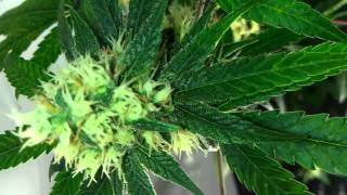 1000 watt Cannabis Grow Northern Lights Flowering Week 4 [upl. by Dlabihcra36]